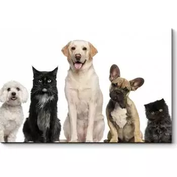 Картина Picsis 3682-10085895