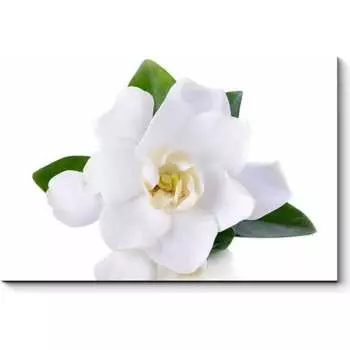 Картина Picsis 5955-13180940