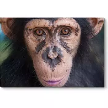 Картина Picsis 4768-10489883