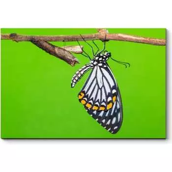 Картина Picsis 890-10448693