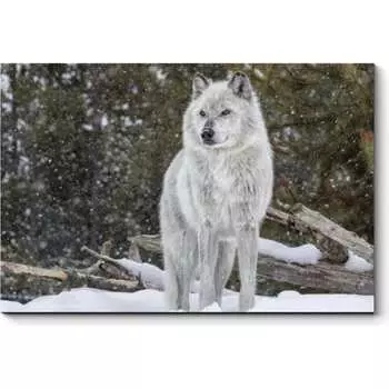 Картина Picsis 3757-10104534