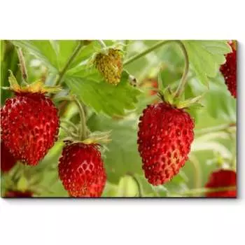 Картина Picsis 1082-11052411