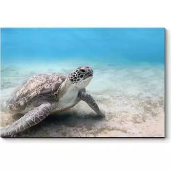 Картина Picsis 1289-10559355