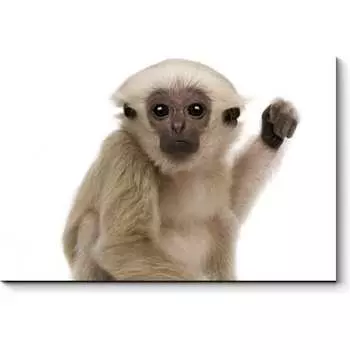 Картина Picsis 4769-10490136