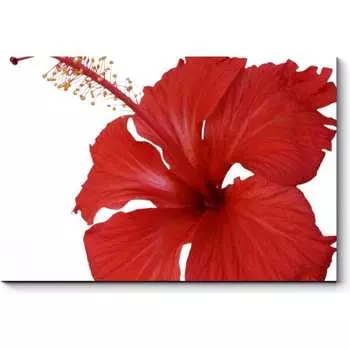 Картина Picsis 4575-10035279