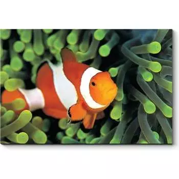 Картина Picsis 922-10457077