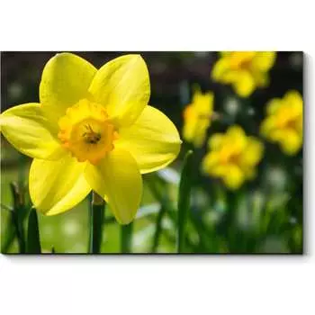 Картина Picsis 5979-13165567