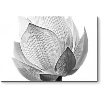 Картина Picsis 2407-9898791