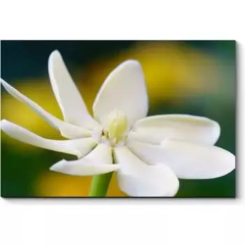 Картина Picsis 5963-13175726