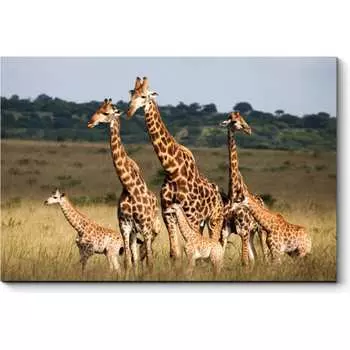 Картина Picsis 971-10487247