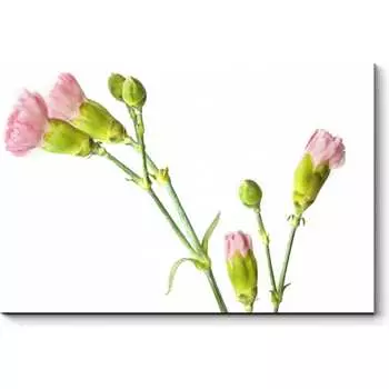 Картина Picsis 5970-13171159