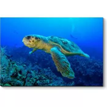 Картина Picsis 6044-13128065