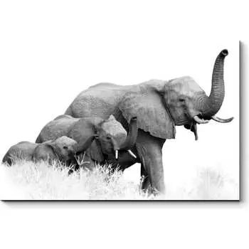 Картина Picsis 4767-10489706