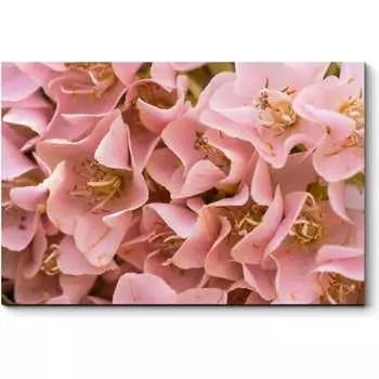 Картина Picsis 4568-10033649