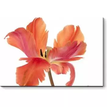 Картина Picsis 2841-10304653