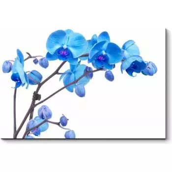 Картина Picsis 4551-10028164