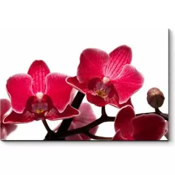 Картина Picsis 2395-9895136