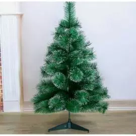 Кедр Зимнее волшебство