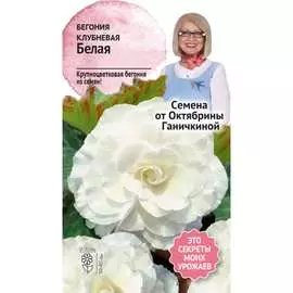 Клубневая бегония семена ОКТЯБРИНА ГАНИЧКИНА