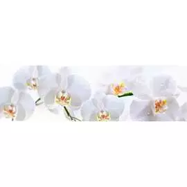 Кухонный фартук ООО ДЕКОР ТРЕЙДИНГ