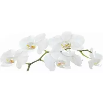 Кухонный фартук Студия фартуков Небольшая белая орхидея 3202059