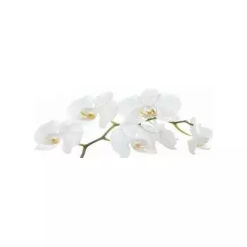 Кухонный фартук Студия фартуков Небольшая белая орхидея 3302059