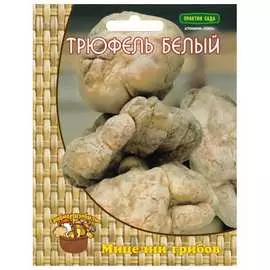 Мицелий ПОИСК