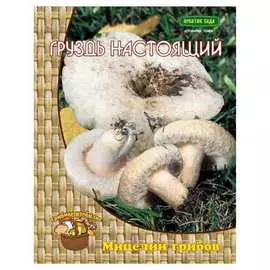 Мицелий Агрохолдинг ПОИСК Груздь настоящий или Белый груздь 4601887152323