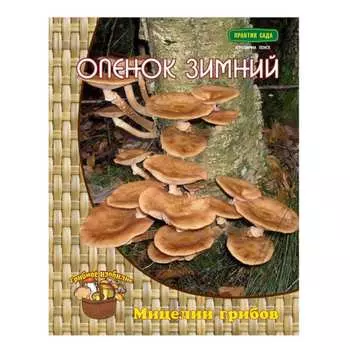 Мицелий ПОИСК