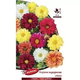 Низкорослая георгина семена Агрони