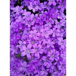 Обои Антимаркер Milan Сиреневый цвет М2003