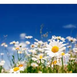 Обои Антимаркер