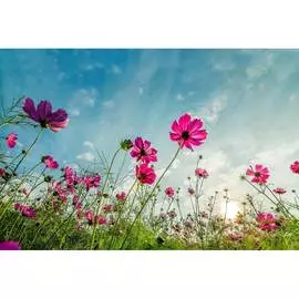 Обои Антимаркер