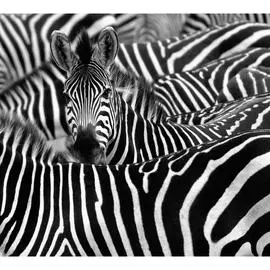 Обои Антимаркер