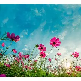 Обои Антимаркер