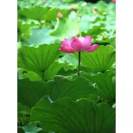 Обои Антимаркер