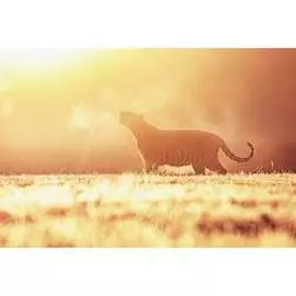 Обои АртПолиграф