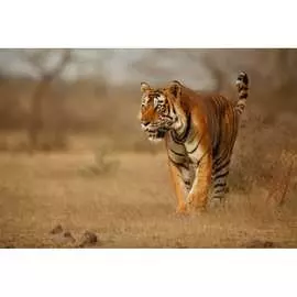 Обои АртПолиграф