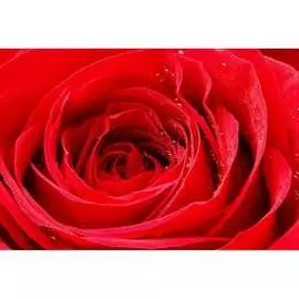 Обои АртПолиграф