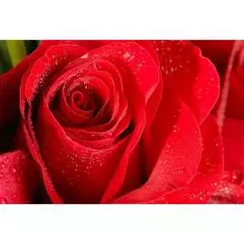 Обои АртПолиграф