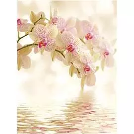 Обои ТОП ФОТООБОИ