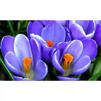 Панель для кухонного фартука ФАРТУКОФФ ФФ-227 35012270401