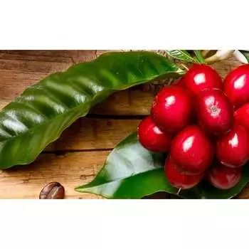 Панель для кухонного фартука ФАРТУКОФФ