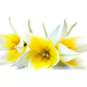 Панель для кухонного фартука ФАРТУКОФФ ФФ-243 35012430401