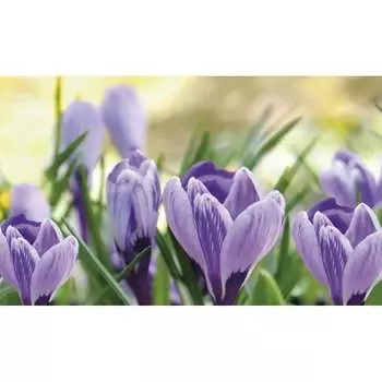 Панель для кухонного фартука ФАРТУКОФФ ФФ-298 35012980401