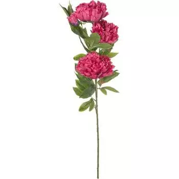 Пион Вещицы