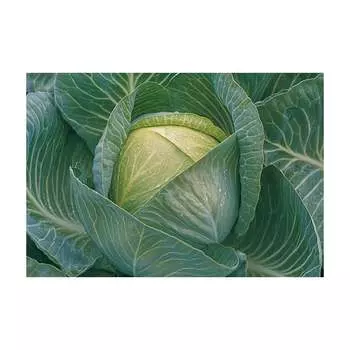 Семена Агросидстрейд АСТ 124258