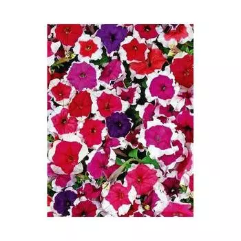 Семена ГАВРИШ 1071856311