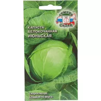 Семена СеДек 13524