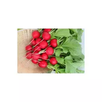 Семена СеДек 15751